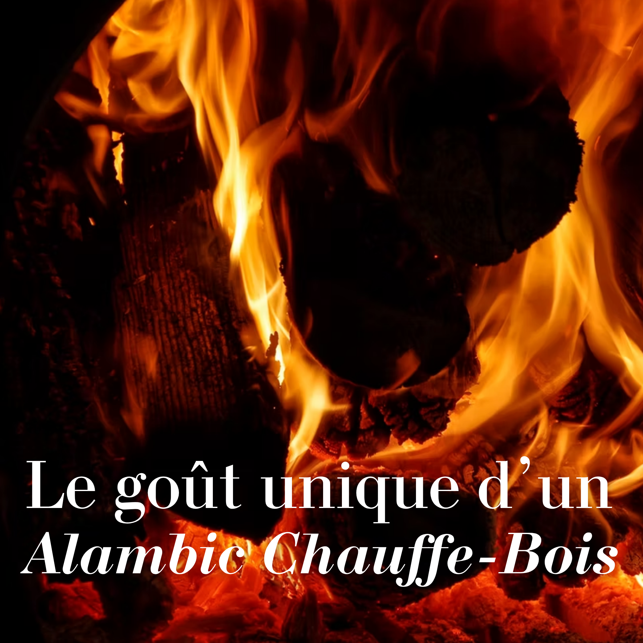 Le Baco - Pièce unique d’exception. 460 flacons pour défendre ce qu’il reste du terroir Armagnac